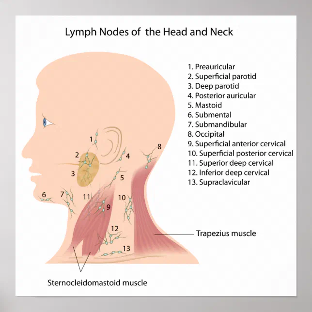 Póster ganglios linfáticos del poster de cabeza y cuello