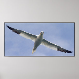 Póster Gannet