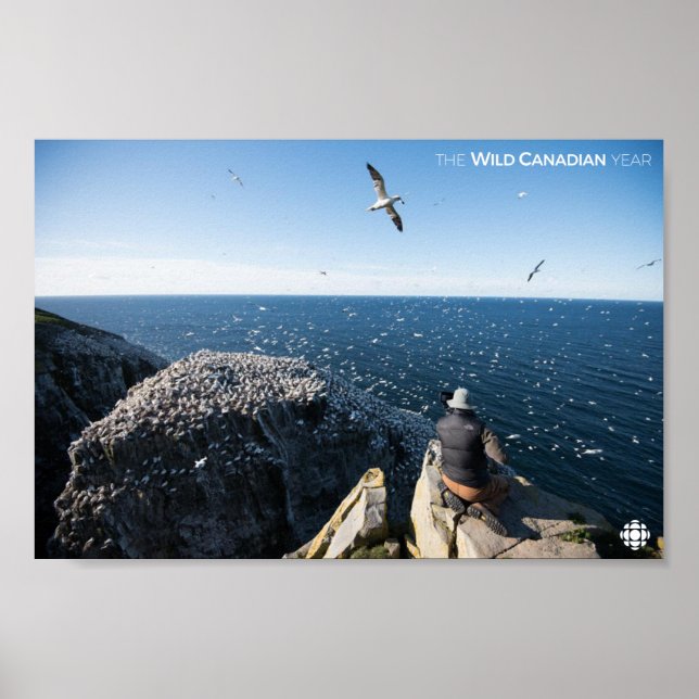 Póster Gannets del norte (Frente)