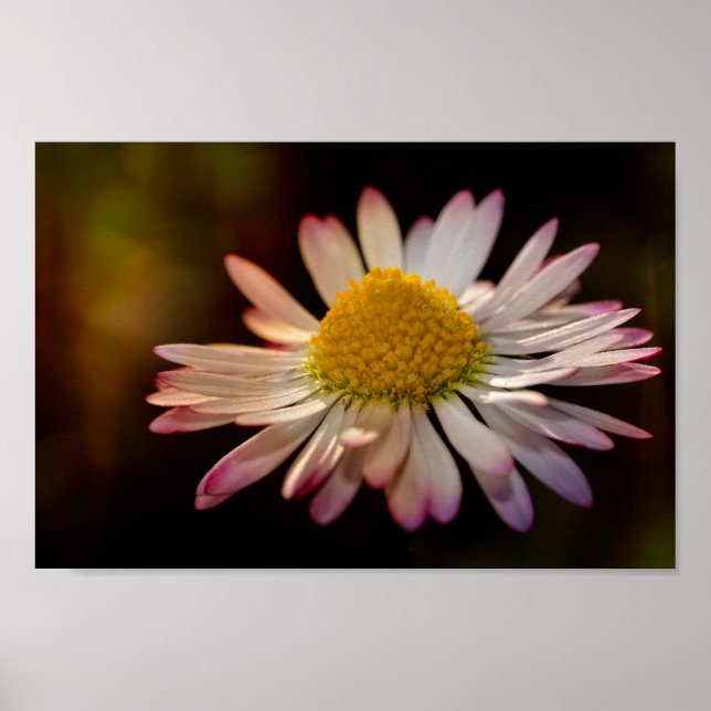 Póster Gänseblümchen (Frente)