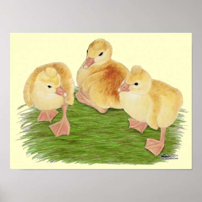 Póster Gansitos Buff Crestados (Frente)