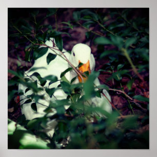 Póster Ganso Blanco Oculto En Los Bushes