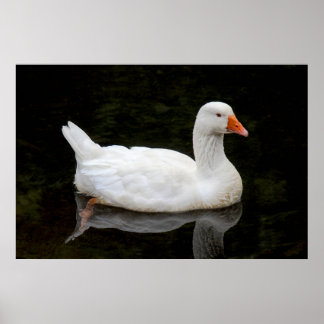 Póster Ganso checo. Lago Roath Park, Cardiff, puesto de G