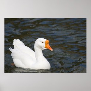 Póster Ganso chino blanco