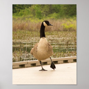 Póster Ganso de Canadá en el muelle