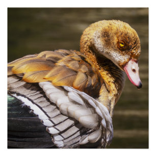 Póster Ganso Egipcio Arte De La Naturaleza Fauna Silvestr