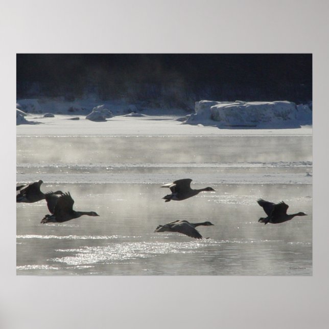 Póster Gansos canadienses B47 sobre río congelado (Frente)