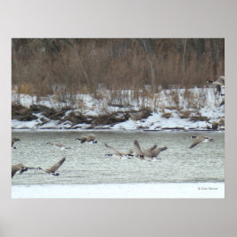 Póster Gansos canadienses B7 en vuelo