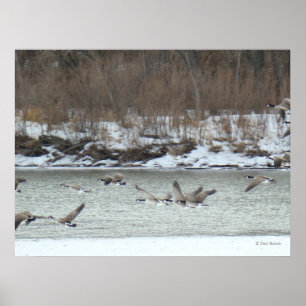Póster Gansos canadienses B7 en vuelo
