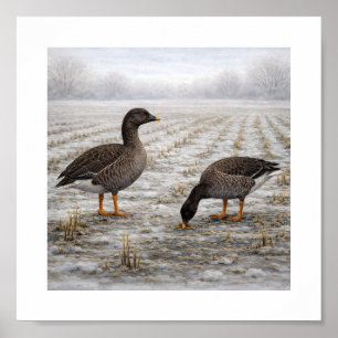 Póster Gansos de Bean en un Campo Invernal – Aves Silvest