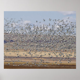 Póster Gansos de nieve durante la migración de primavera