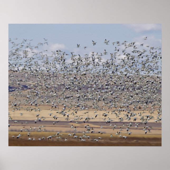 Póster Gansos de nieve durante la migración de primavera (Frente)