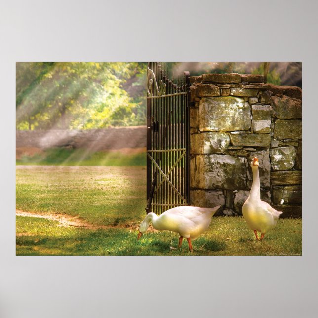 Póster Gansos - Pájaros de una pluma (Frente)