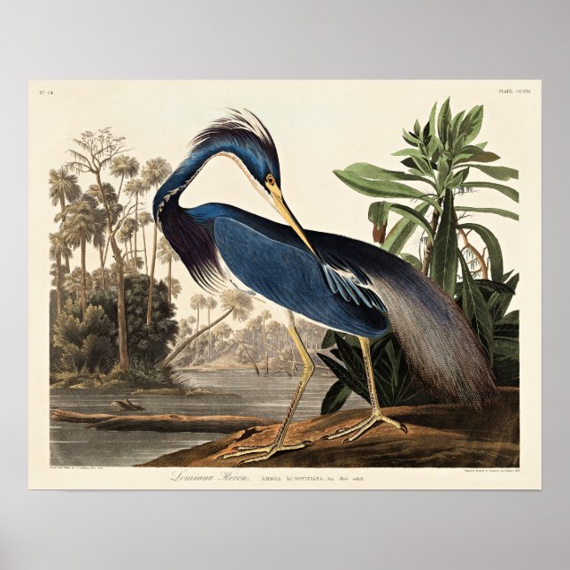 Póster Garceta de Luisiana de Birds of America (Frente)