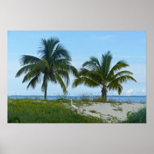 Póster Garceta grande, Treasure Cay, Gran Abaco