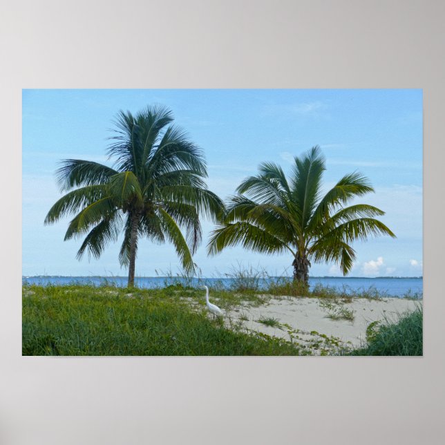 Póster Garceta grande, Treasure Cay, Gran Abaco (Frente)