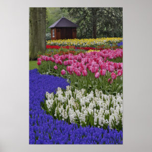 Póster Garden of grape hyacinth, hyacinth and tulips,