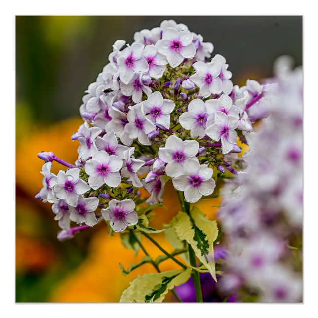 Póster Garden Phlox (Anverso)