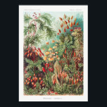 Póster Garden Plants<br><div class="desc">Muscinae–Laubmoose A. Giltsch,  gem from Kunstformen der Natur (1904) by Ernst Haeckel.</div>
