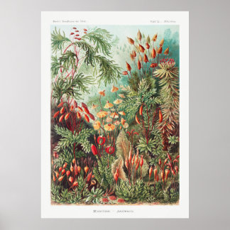 Póster Garden Plants