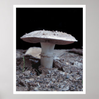 Póster Garden Variey Mushroom