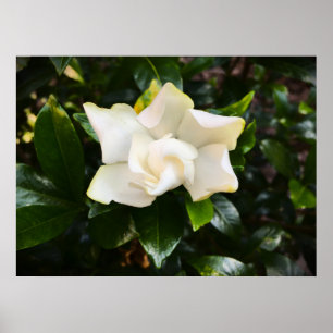 Póster Gardenia,