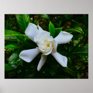 Póster Gardenia,