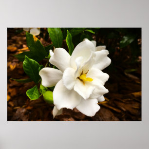 Póster Gardenia,