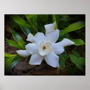 Póster Gardenia,