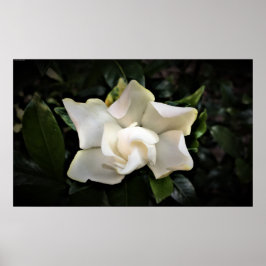 Póster Gardenia,