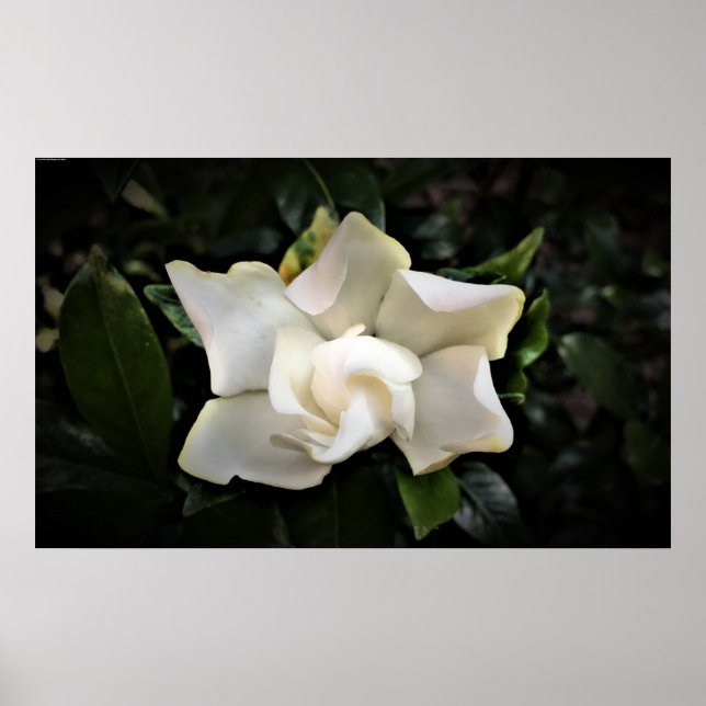 Póster Gardenia, (Frente)