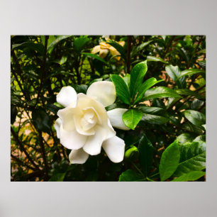 Póster Gardenia,