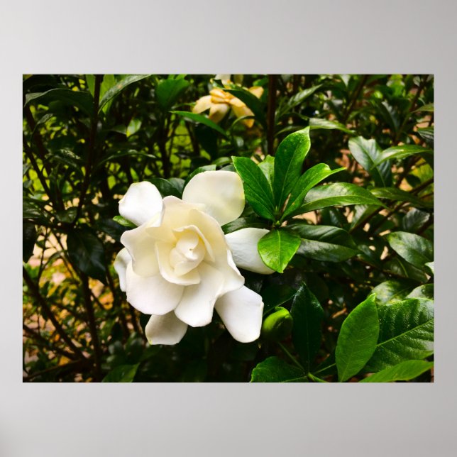 Póster Gardenia, (Frente)