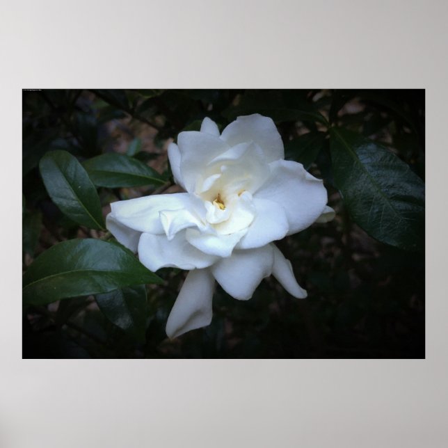 Póster Gardenia, (Frente)