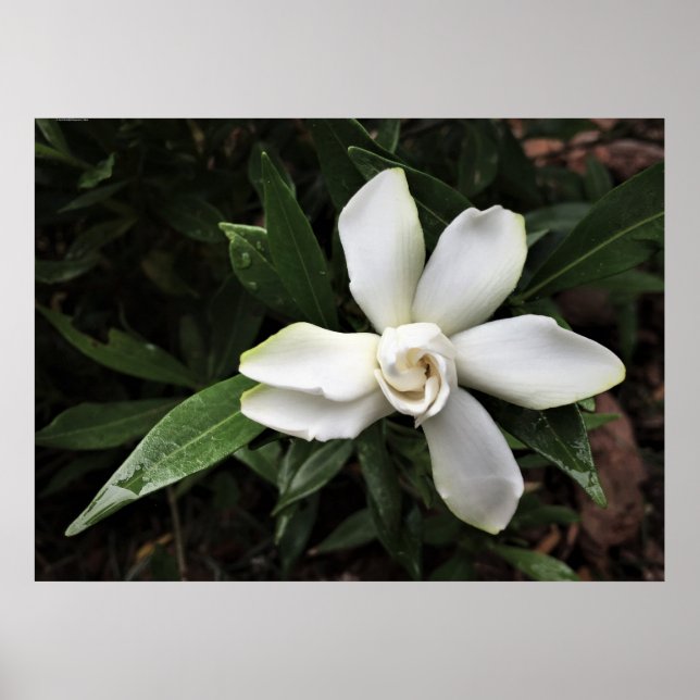Póster Gardenia, (Frente)