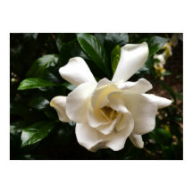 Gardenia,