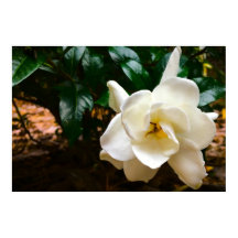 Gardenia,