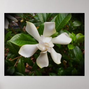 Póster Gardenia,