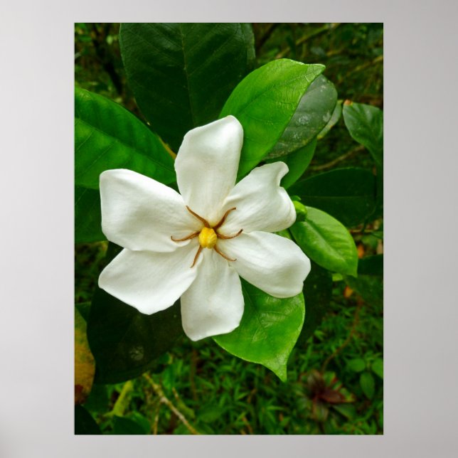 Póster Gardenia hawaiana (Frente)