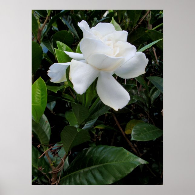 Póster Gardenia hawaiana (Frente)