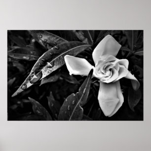 Póster Gardenia - Noir,