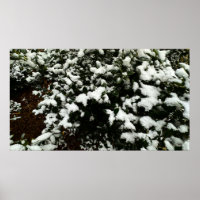 Gardenia y Nieve,