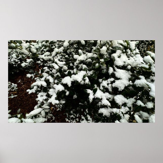 Póster Gardenia y Nieve, (Frente)