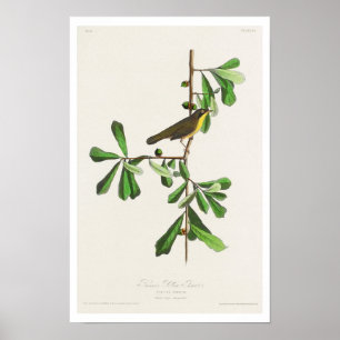 Póster Garganta amarilla de Roscoe por Audubon Poster