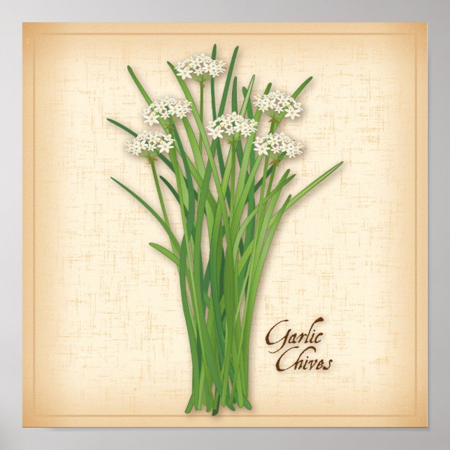 Póster Garlic Chives Herb (Frente)