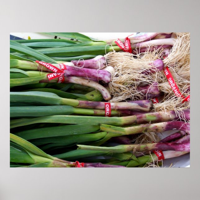 Póster Garlic verde (Frente)