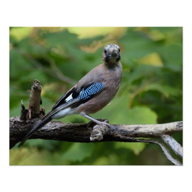 Póster Garrulus glandarius - Eichelhäher (Anverso)