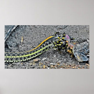 Póster Garter Snake