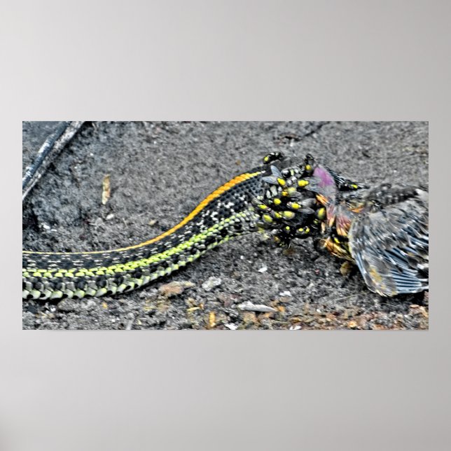 Póster Garter Snake (Frente)