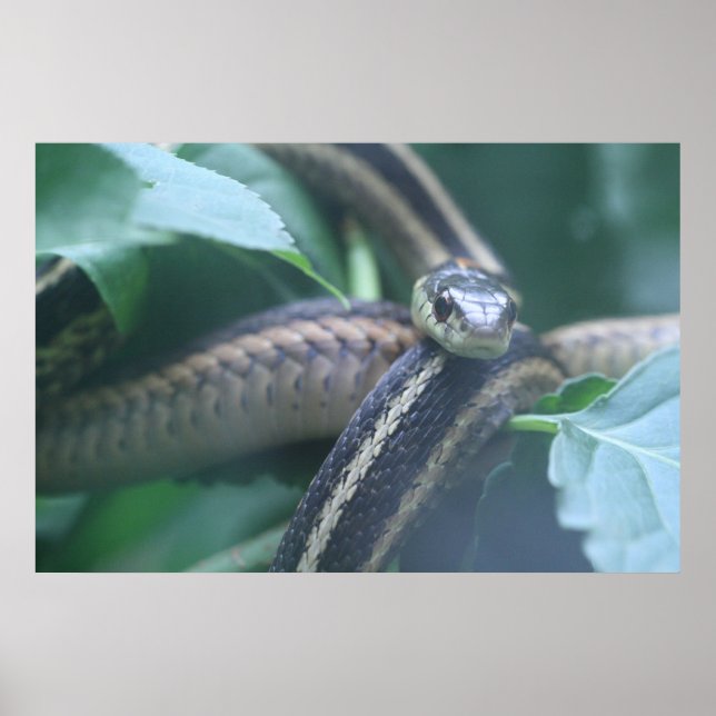 Póster Garter Snake Poster (Frente)